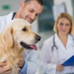 Fizjoterapia zwierząt i fizjoterapia psów
